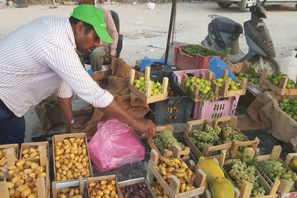 العنب الحساوي يتصدر إنتاج الواحة